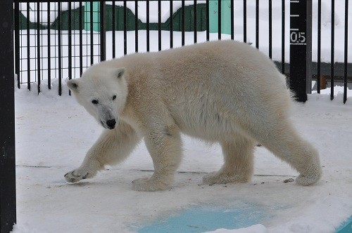 ２月２５日　おびひろ動物園　ホッキョクグマの午後