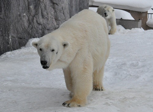 ２月２６日　旭山動物園　閉園時間直前のサツキとピリカ