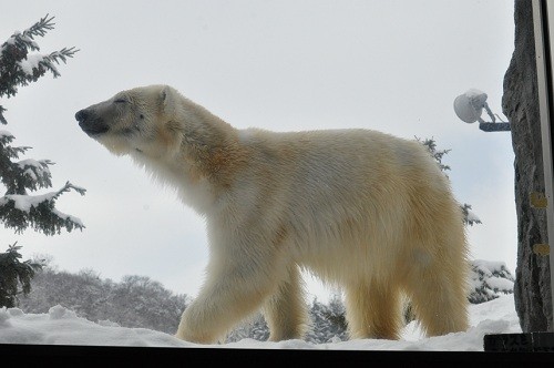 ３月８日　旭山動物園　ホッキョクグマ　サツキとピリカ１