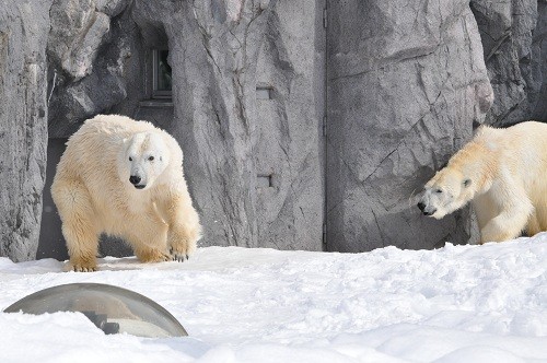 ３月８日　旭山動物園　ホッキョクグマ　サツキとピリカ２