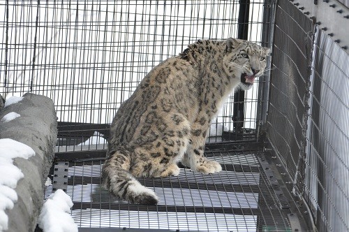 ３月８日　旭山動物園　ユキヒョウ　ヤマト