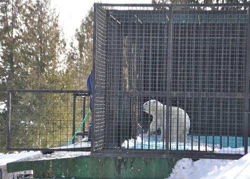 ３月１０日　おびひろ動物園　冬の裏側探検隊　ホッキョクグマ