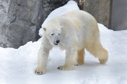 ３月８日　旭山動物園　１３時ごろのホッキョクグマたち