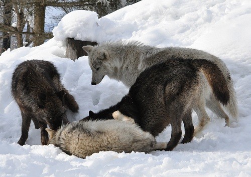 ３月８日　旭山動物園　１４：３０頃のオオカミ達