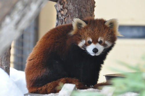 ３月８日　旭山動物園　レッサーパンダ