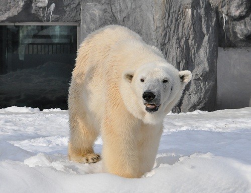 ３月８日　旭山動物園　閉園時間直前のサツキとピリカ