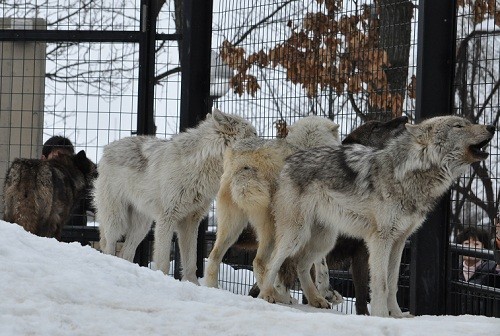 ３月１８日　旭山動物園　シンリンオオカミの遠吠え