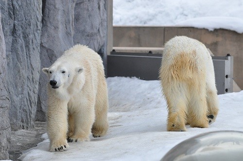 ３月１８日　旭山動物園　ホッキョクグマ　サツキとピリカ１