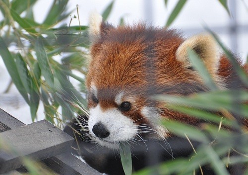 ３月１８日　旭山動物園　レッサーパンダ