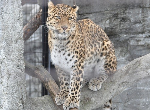 ３月１８日　旭山動物園　１２時半頃のもうじゅう館