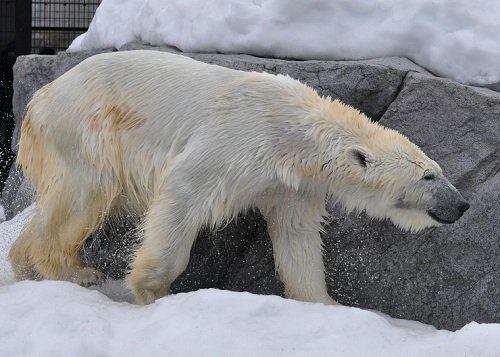 ３月１８日　旭山動物園　ホッキョクグマ　サツキとピリカ２　ルル２