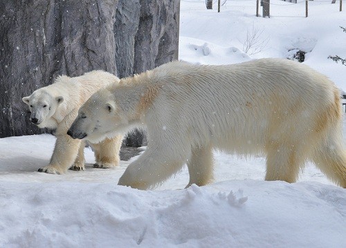 ３月２７日　旭山動物園　ホッキョクグマ　サツキとピリカ１