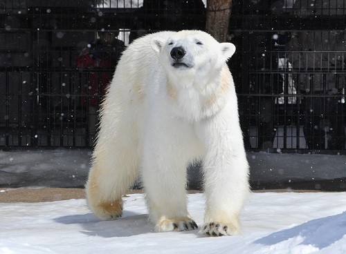 ３月２７日　旭山動物園　ホッキョクグマ　サツキとピリカ２