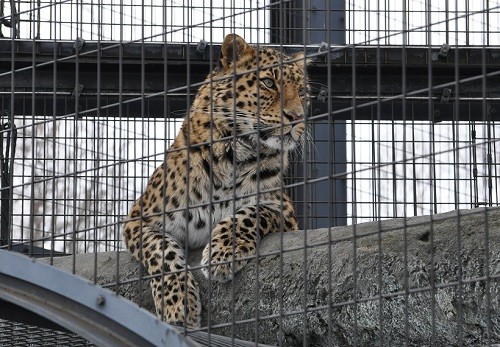 ３月２７日　旭山動物園　もうじゅう館　アテネとヤマト