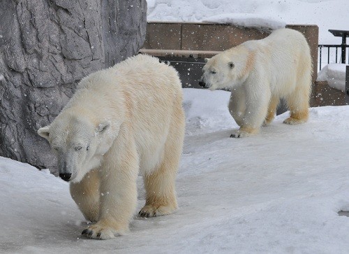 ３月２７日　旭山動物園　ホッキョクグマ　サツキとピリカ　ちょっとイワン