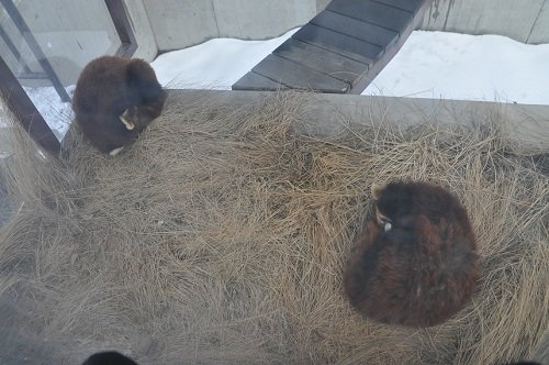 ３月２７日　旭山動物園　レッサーパンダ