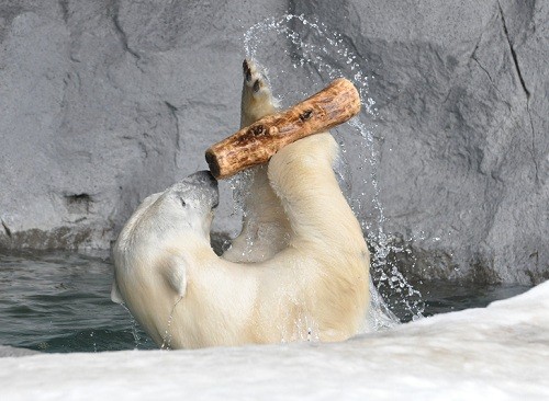 ３月２７日　旭山動物園　サツキ　ちょっとだけピリカとイワン