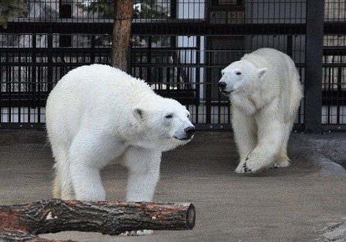 懐かしい写真シリーズ・・・２０１０年４月６日　旭山　サツキとピリカ