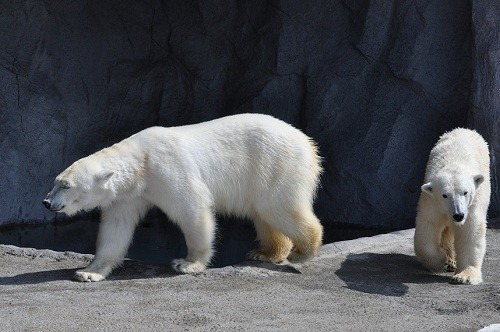 ４月８日　旭山動物園　ホッキョクグマ　サツキとピリカ１