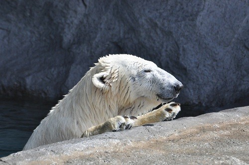 ４月８日　旭山動物園　ホッキョクグマ　サツキとピリカ２