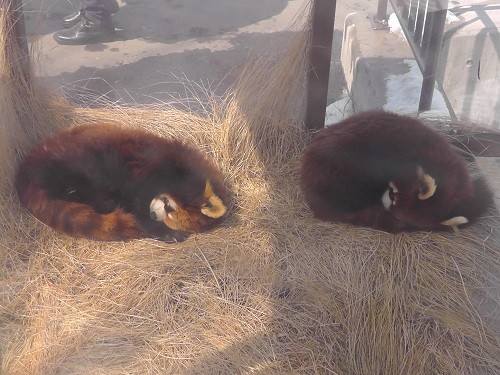 ４月８日　旭山動物園　レッサーパンダ