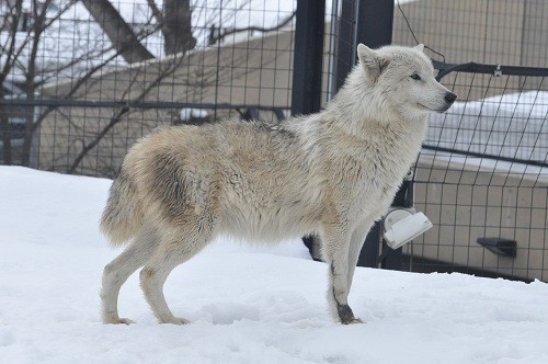 ４月８日　旭山動物園　シンリンオオカミ　母と娘たち