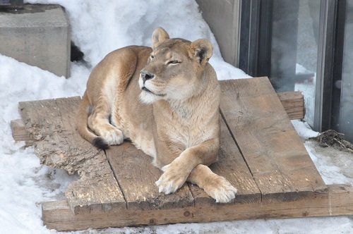 ４月８日　旭山動物園　ユキヒョウと、その他いろいろ