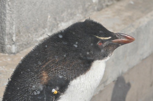 ４月８日　旭山動物園　ぺんぎん館