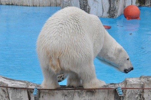 ４月２２日　円山動物園　アニマルファミリー　ララ感謝イベント３