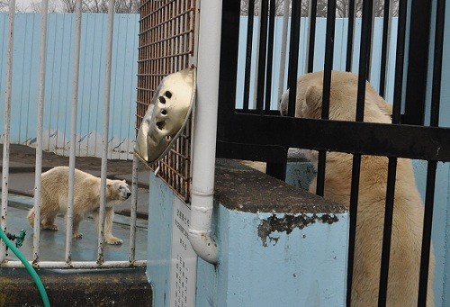 ４月２６日　釧路市動物園　ユキオの事を見ているツヨシ