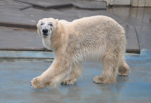 ４月２６日　釧路市動物園　ホッキョクグマ　ユキオとツヨシ１