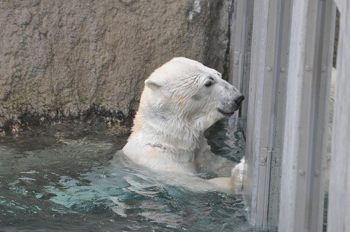 ４月２９日　旭山動物園　ホッキョクグマの開園直後