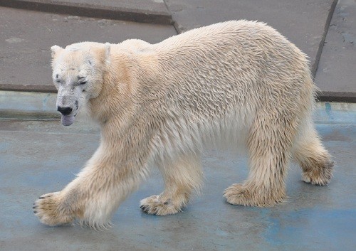 ４月２６日　釧路市動物園　ホッキョクグマ　ユキオとツヨシ２