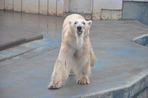 ４月２６日　釧路市動物園　閉園時間直前のユキオ