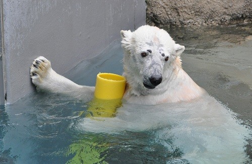 ４月２９日　旭山動物園　ホッキョクグマ　ルルのガス管遊び