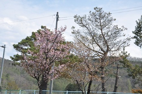 ５月６日　滝上町内の桜・・・国道沿い編