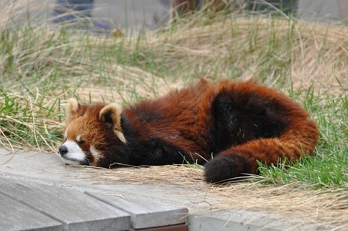 ４月２９日　旭山動物園　レッサーパンダ１