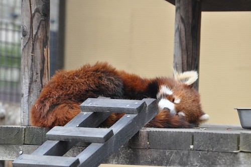 ４月２９日　旭山動物園　レッサーパンダ２