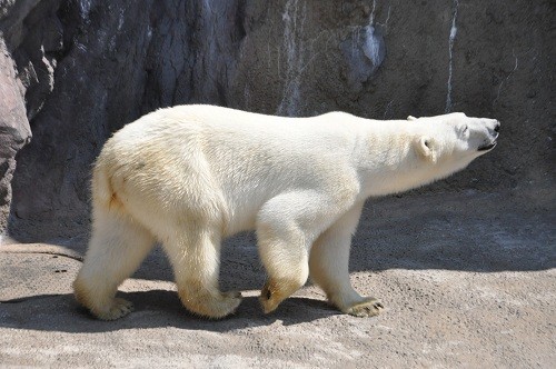 ５月２２日　旭山動物園　ホッキョクグマ　イワンとピリカ１