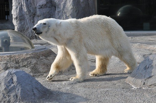 ５月２２日　旭山動物園　ホッキョクグマ　外に出てこないルル