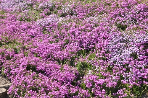 ６月１２日　滝上町　今日の滝上公園