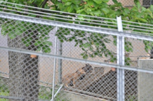 ６月１７日　旭山動物園　裏マスにいるシンリンオオカミ達