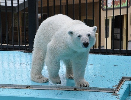 ６月７日　おびひろ動物園　ホッキョクグマ１