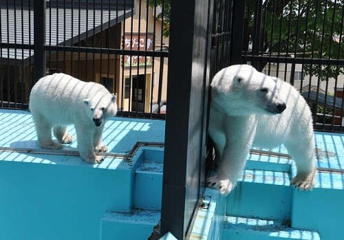 ６月７日　おびひろ動物園　ホッキョクグマ３