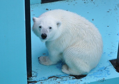 ６月７日　おびひろ動物園　ホッキョクグマ４