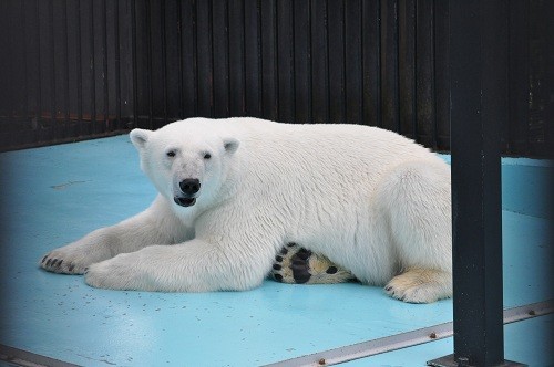 ６月７日　おびひろ動物園　ホッキョクグマ５