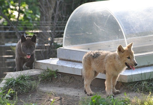 ６月２６日　旭山動物園　シンリンオオカミ３