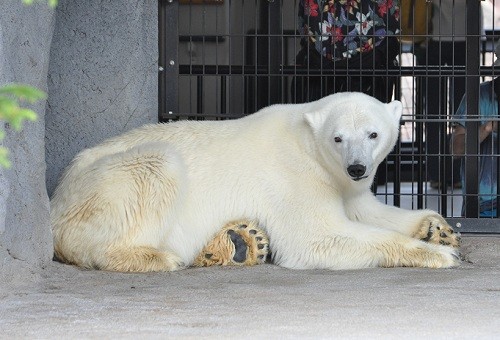 ７月１日　旭山動物園　ホッキョクグマ　ピリカ