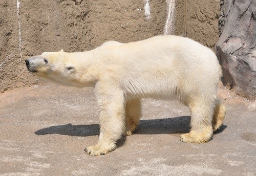 ７月１日　旭山動物園　ホッキョクグマ　サツキ