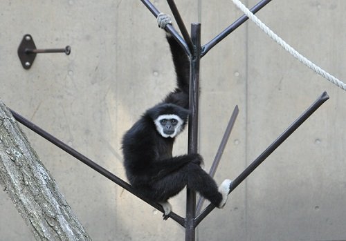 ７月１日　旭山動物園　シロテテナガザル